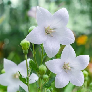 Rozwar wielkokwiatowy White P9(0,5L)