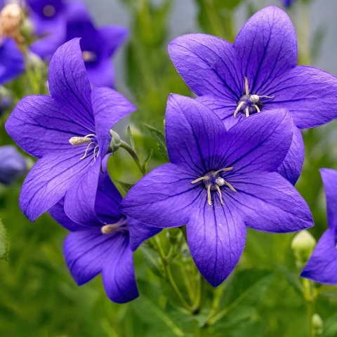 Rozwar wielokwiatowy Astra Blue P9(0,5L)