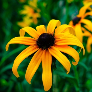 Rudbekia błyskotliwa Goldsturm 2L