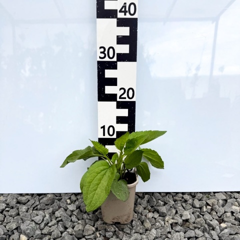 Rudbekia błyskotliwa Goldsturm 2L