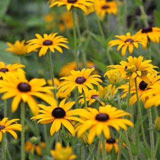 Rudbekia błyskotliwa Goldsturm P9(0,5L)