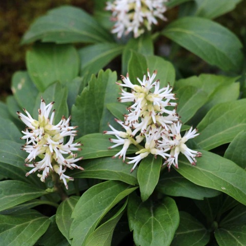 Runianka japońska Green Carpet P9(0,5L)