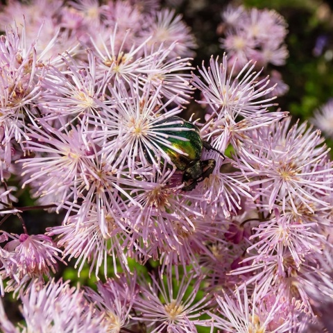 Rutewka orkolistna Nimbus Pink 2L