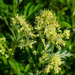 Rutewka żółta P9(0,5L)