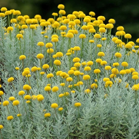 Santolina cyprysikowata P11(1L)