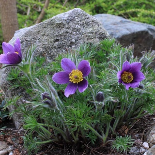 Sasanka zwyczajna Pinwheel Violet Blue P11(1L)