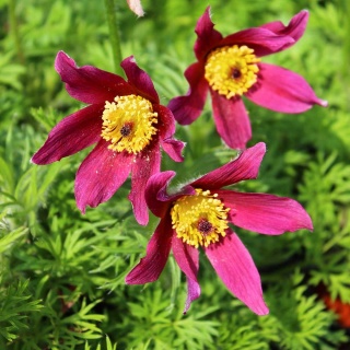 Sasanka zwyczajna Rote Glocke P9(0,5L)