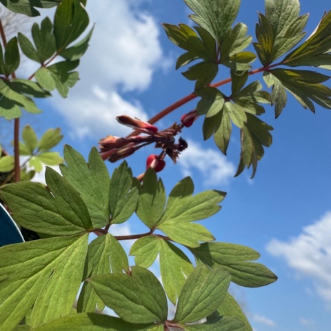 Serduszka okazała różowe 2L