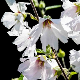 Ślazówka Brancley Baby 2L