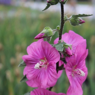 Ślazówka Bredon Spring 3L