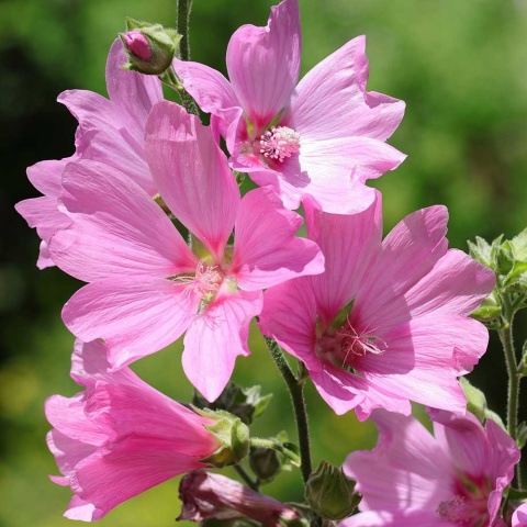 Ślazówka Bushing Bright 2L