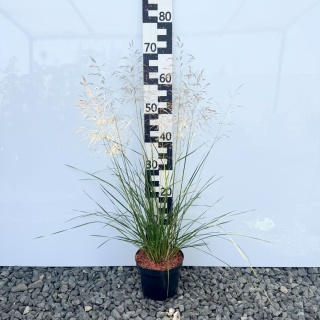 Śmiałek darniowy Goldtau 2L