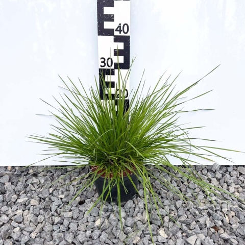 Śmiałek darniowy Pixie Fountain 3L