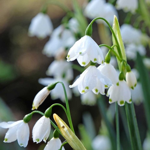 Śnieżyca letnia Gravetye Giant 1L