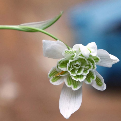 Śnieżyczka przebiśnieg Flore Pleno P11(1L)