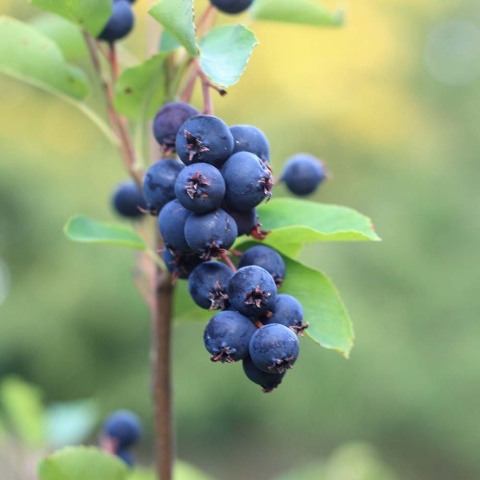 Świdośliwa olcholistna Smoky 5L