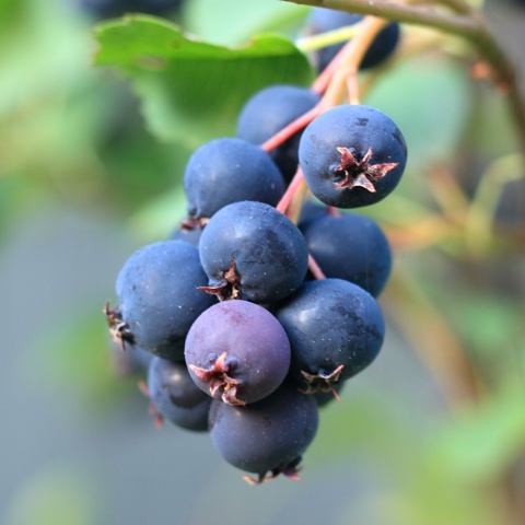 Świdośliwa olcholistna Smoky 5L