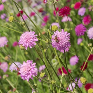 Świerzbnica macedońska Melton Pastels P9(0,5L)