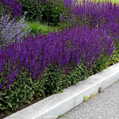 Szałwia Caradonna P11(1L)