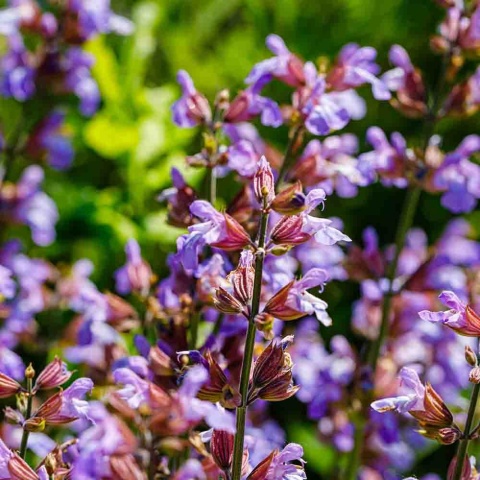 Szałwia lekarska Berggarten 2L