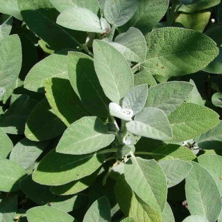 Szałwia lekarska Berggarten 2L