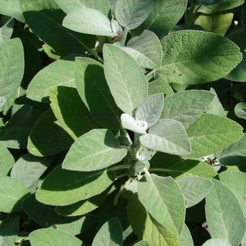 Szałwia lekarska Berggarten 2L