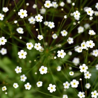 Szarobródek syberyjski 2L