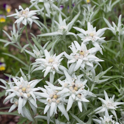 Szarotka alpejska P9(0,5L)