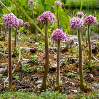 Tarczownica tarczowata 2L