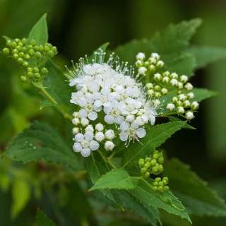 Tawuła nippońska Halwards Silver 2L