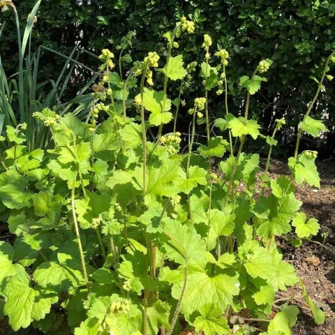 Telima wielkokwiatowa 2L