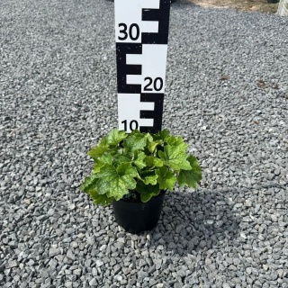 Telima wielkokwiatowa 2L