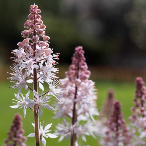 Tiarela Pink Skyrocket P11(1L)