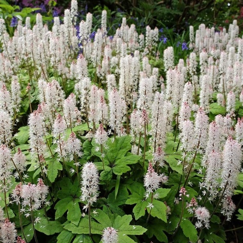 Tiarela Wherryego P9(0,5L)