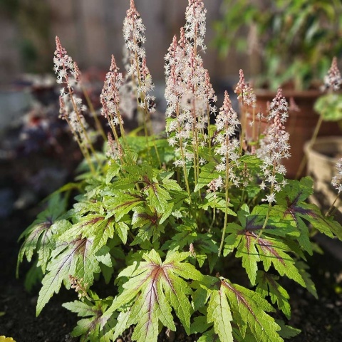 Tiarela ogrodowa Spice P11(1L)