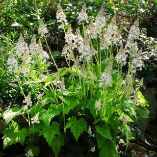 Tiarela sercolistna P9(0,5L)