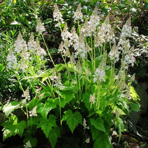 Tiarela sercolistna P9(0,5L)