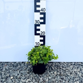 Tiarella sercolistna Moorgrün 2L