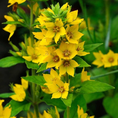 Tojeść kropkowana 3L