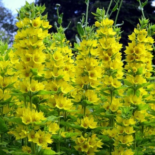 Tojeść kropkowana 3L