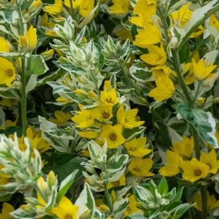 Tojeść kropkowana Variegata P11(1L)