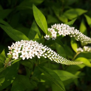 Tojeść orszelinowa 2L