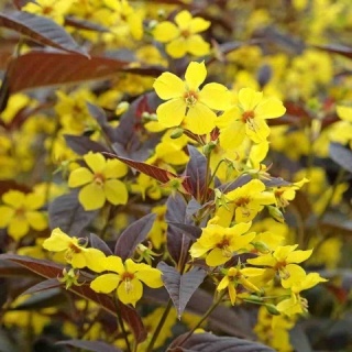 Tojeść orzęsiona 2L