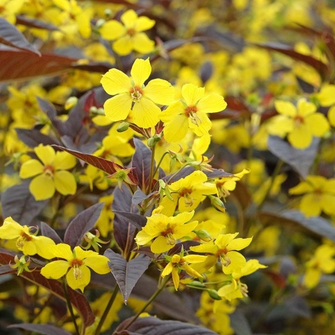 Tojeść orzęsiona Firecracker 2L