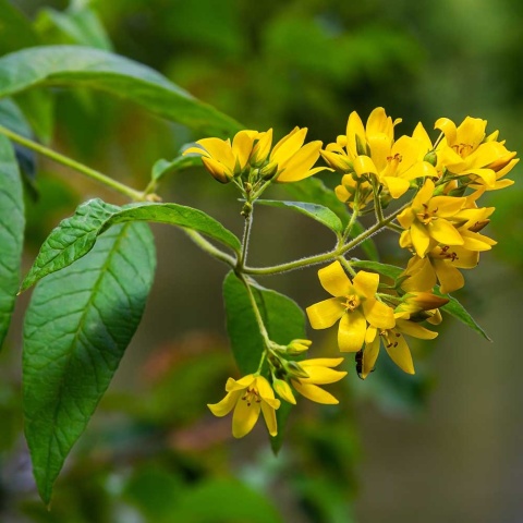 Tojeść pospolita P11(1L)