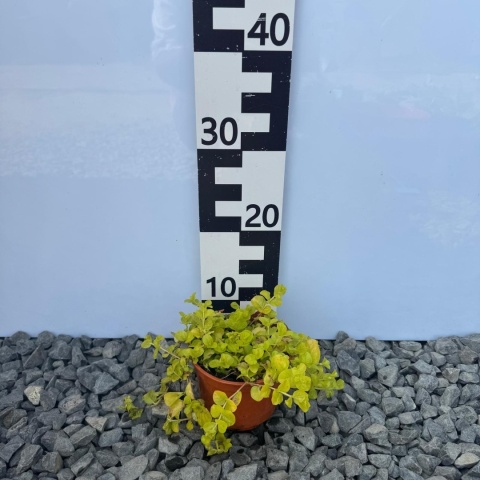 Tojeść rozesłana Aurea 2L