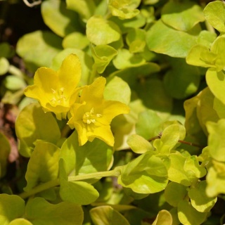 Tojeść rozesłana Aurea P9(0,5L)