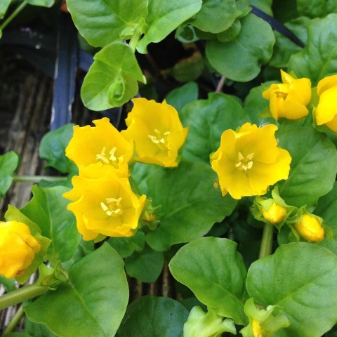 Tojeść rozesłana P9(0,5L)