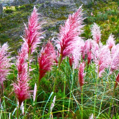 Trawa pampasowa Rosea P9(0,5L)