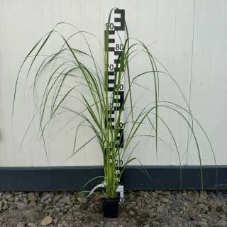 Trawa pampasowa Rosea P9(0,5L)